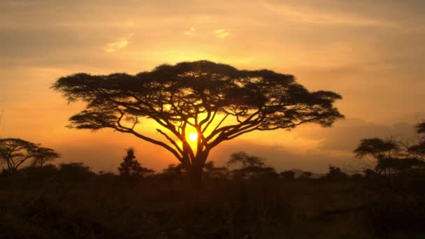 SILHOUETTE: Sonnenuntergang erhellt einen Akazienbaum inmitten der Savanne - Filmmaterial, Video