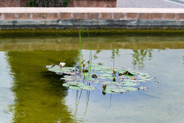 Гарні водяні лілії (Nymphaeaceae) з зеленим листям на поверхні води в ставку з білими квітами, в Мадриді. Іспанія. Горизонтальні фотографії. - Фото, зображення