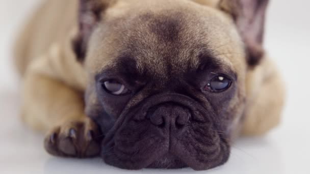 Eine süße Französische Bulldogge Welpe - Filmmaterial, Video