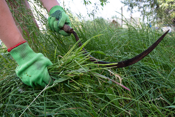 процесс очистки травы серпом. - Фото, изображение