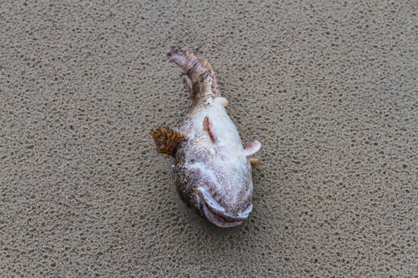 мертвая рыба на пляже - Фото, изображение