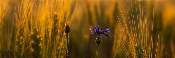 золоті колоски пшениці з самотньою квіточкою кукурудзи в теплих променях ранкового сонця
. - Фото, зображення