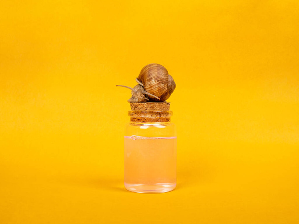 cosmetic bottle and snail on yellow background. - Foto, imagen