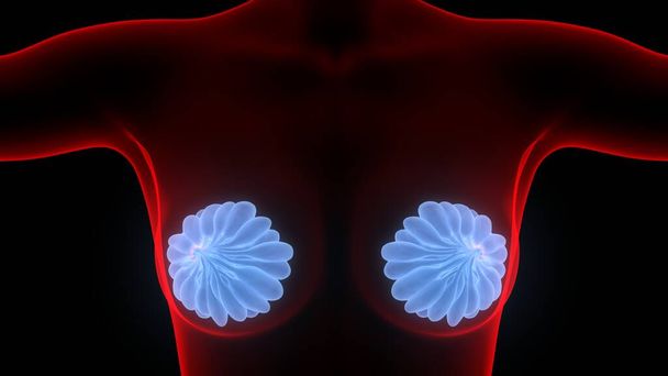 Las glándulas mamarias son parte de la anatomía de los órganos internos del cuerpo femenino. 3D - Foto, imagen