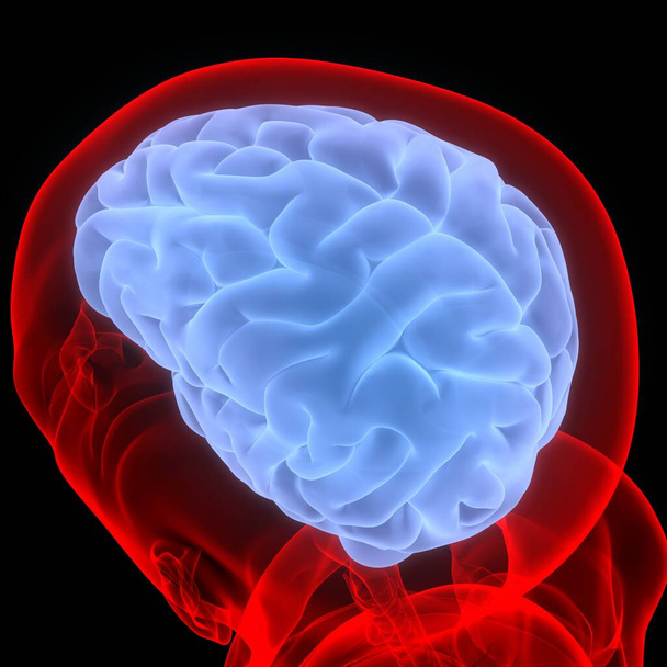 Beyin İnsan Vücut Merkezi Sinir Sistemi Anatomisi 'nin bir parçasıdır. Üç Boyut - Fotoğraf, Görsel