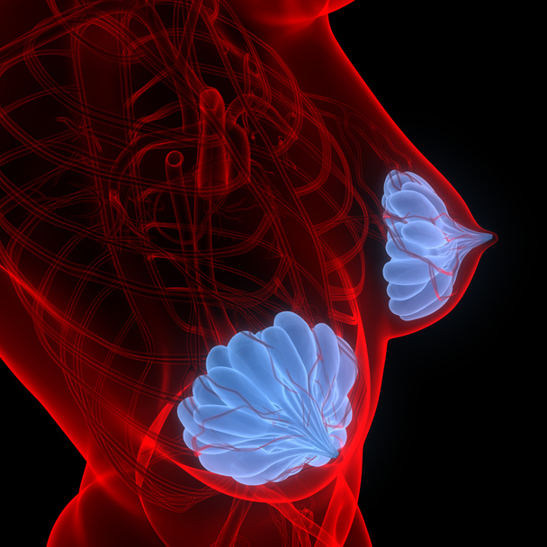 As glândulas mamárias fazem parte da anatomia dos órgãos internos do corpo feminino. 3D - Foto, Imagem