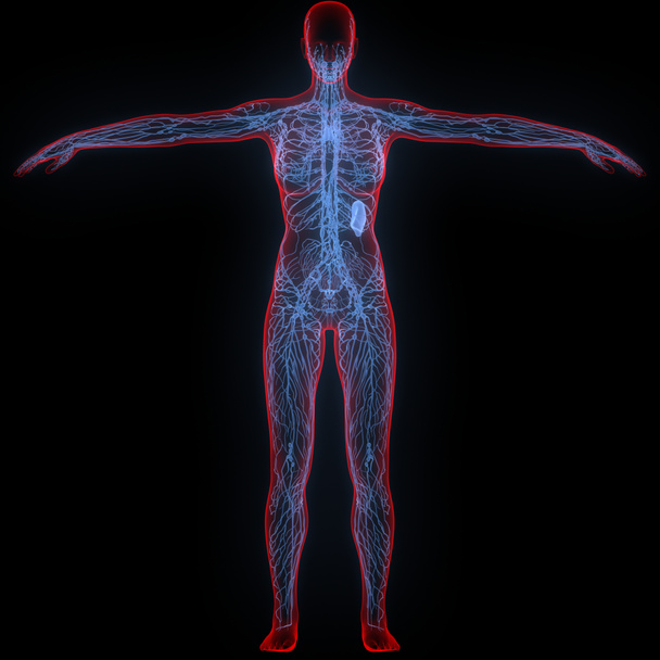Το Lymph Nodes είναι μέρος της Ανθρώπινης Ανατομίας Εσωτερικού Συστήματος. 3D - Φωτογραφία, εικόνα