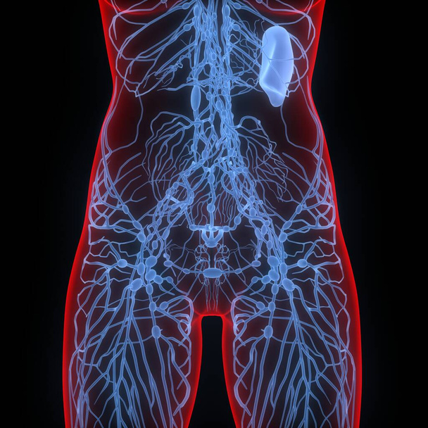  A nyirokcsomók az emberi belső rendszer anatómiájának részei. 3D - Fotó, kép