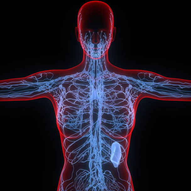 Lymfatické uzliny jsou součástí lidské vnitřní anatomie. 3D - Fotografie, Obrázek