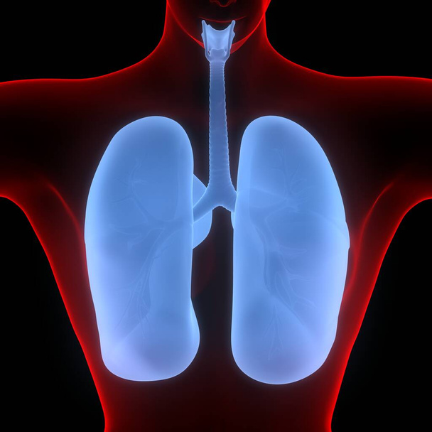 Los pulmones son una parte de la anatomía del sistema respiratorio humano. 3D - Foto, imagen