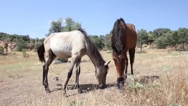 Horses grazing in the field - Footage, Video