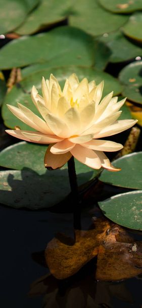 beautiful lotus flower in the garden - Fotó, kép