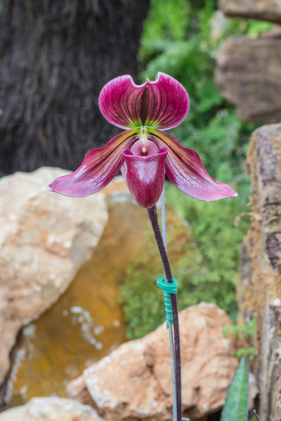 Lady van slipper orchid. Paphiopedilum callosum - Foto, afbeelding