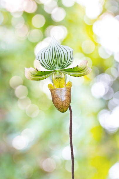 Frauenschuh Orchidee. Paphiopedilum callosum. - Foto, Bild