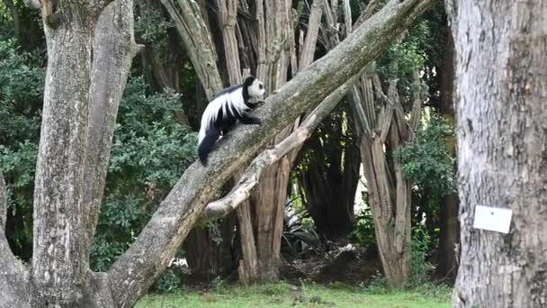 black and white monkey - Angolan colobus descended from the tree in search of delicious fruits  - Materiaali, video