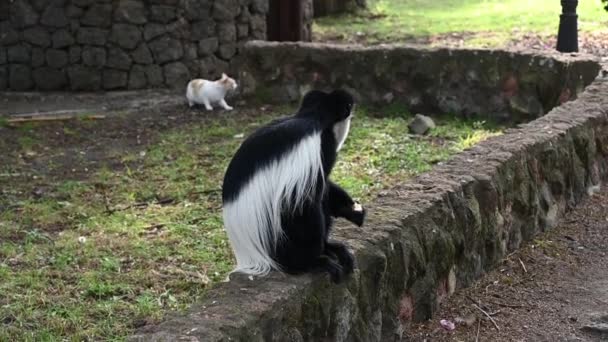 black and white monkey - Angolan colobus descended from the tree in search of delicious fruits  - Materiaali, video