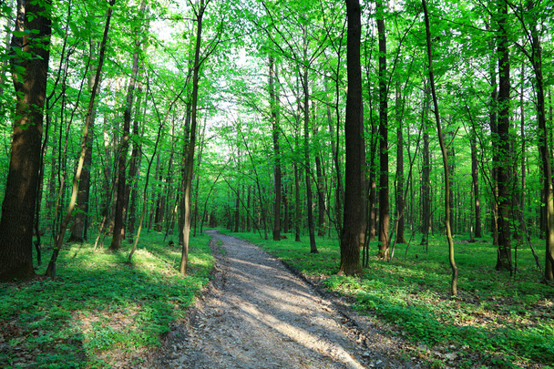 Path in spring green forest. - Φωτογραφία, εικόνα