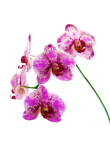 vaaleanpunainen orkidea eristetty valkoisella taustalla - Valokuva, kuva
