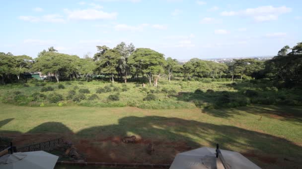jirafas vinieron del bosque para desayunar a la gente  - Metraje, vídeo