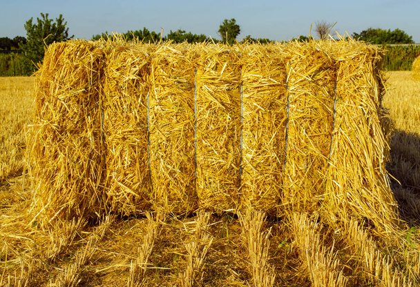 Stacks of hay in summer in yellow field with copyspace. Close up front view - Photo, Image