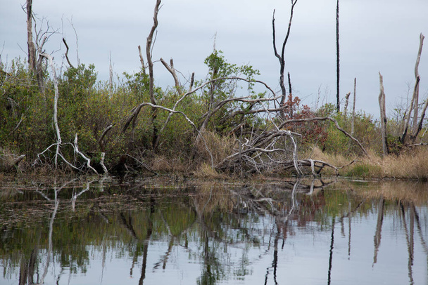 Marais avec des arbres reflétés dans l'eau - Photo, image