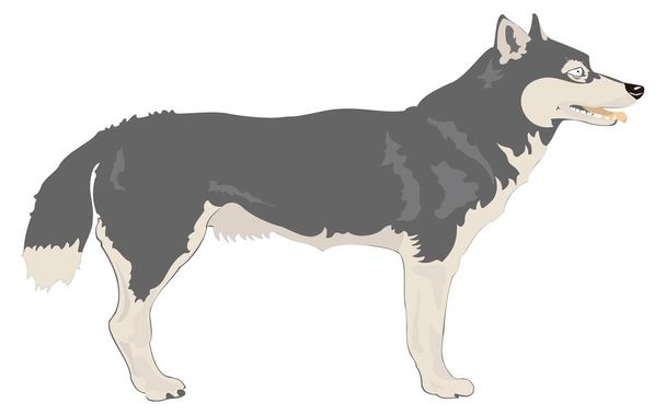 Аляскинский маламут векторный рисунок собаки животных прозрачный фон - Вектор,изображение