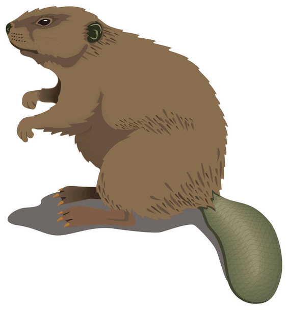 brown beaver animal vector illustration transparent background - Vector, Image