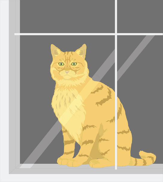 kočka okno zvíře vektor ilustrace transparentní pozadí - Vektor, obrázek