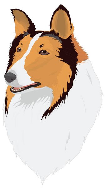 kolie pes tvář hlava zvíře vektor ilustrace transparentní pozadí - Vektor, obrázek