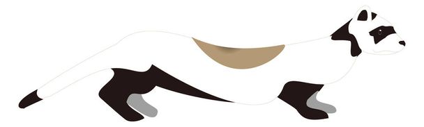 fretka zvíře vektor ilustrace transparentní pozadí - Vektor, obrázek