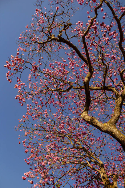  Une branche fleurie avec des fleurs roses et un ciel bleu en arrière-plan. Ip rosa, un arbre brésilien typique. Handroanthus heptaphyllus. - Photo, image