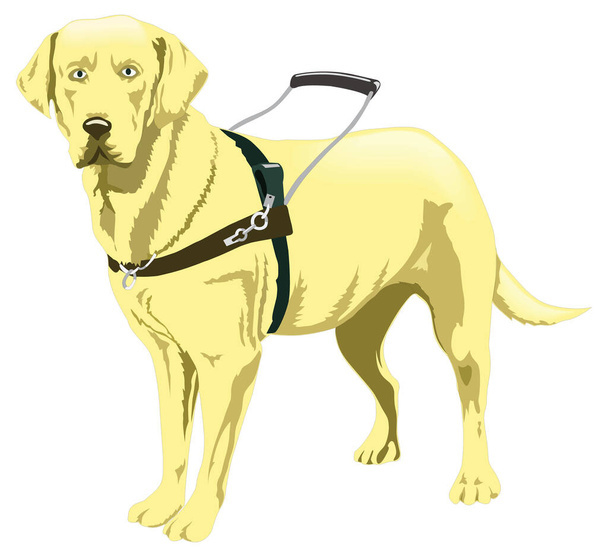 guía perro dorado animal vector ilustración fondo transparente - Vector, Imagen
