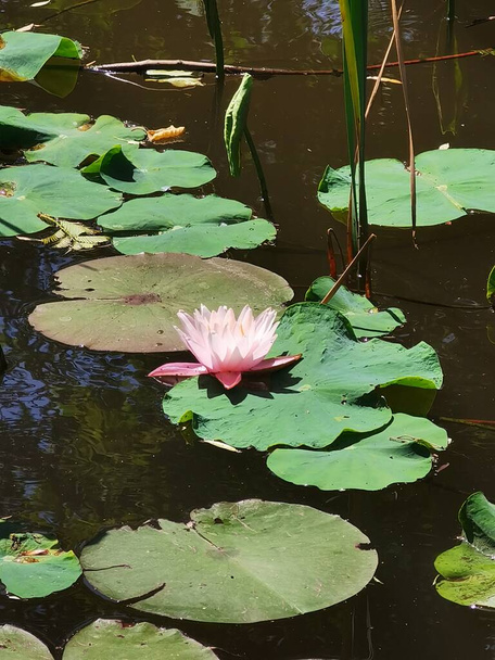 beautiful lotus flower in the pond - Foto, afbeelding