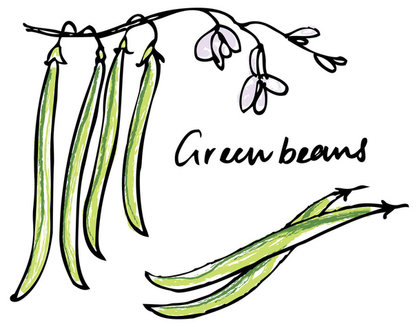 Fresh green beans - Вектор,изображение