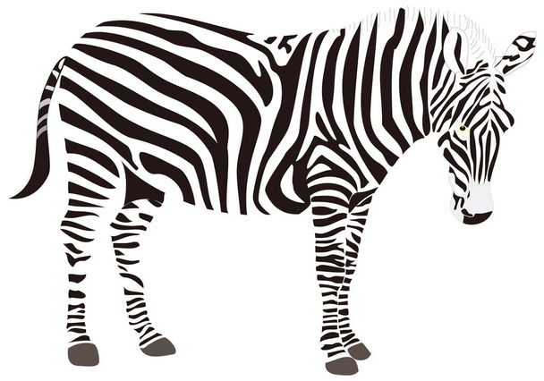 zebra animale vettore illustrazione sfondo trasparente - Vettoriali, immagini