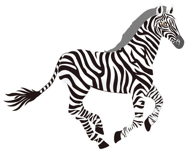 zebra run animal vetor ilustração transparente fundo - Vetor, Imagem