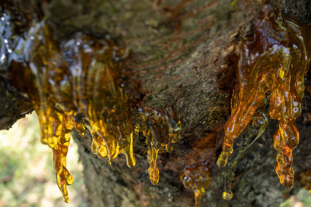 Krásně vypadající zdroj pryskyřice z pahýlu staré třešně - Fotografie, Obrázek