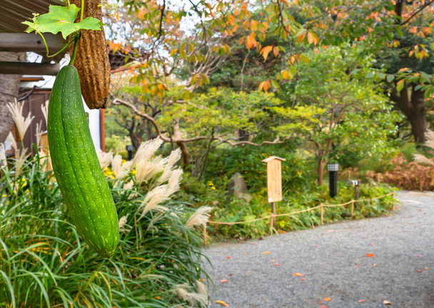 tokyo, Japon - 13 novembre 2020 : Gros plan sur une gourde éponge japonaise appelée hechima utilisée pour fabriquer des éponges de bain de lavage naturel nommées tawashi accrochées sous la pergola des jardins Mukojima-Hyakkaen. - Photo, image