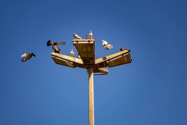 Plusieurs oiseaux sur un lampadaire avec ciel bleu en arrière-plan. - Photo, image