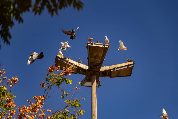 Plusieurs oiseaux sur un lampadaire avec ciel bleu en arrière-plan. - Photo, image
