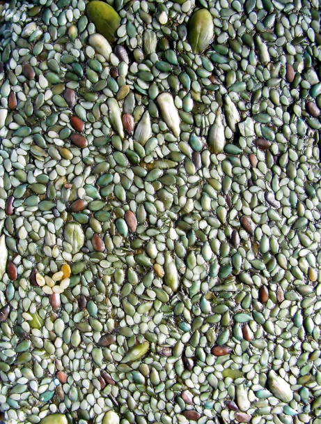 Raaka orgaaninen vihreä spirulina ja siementen kuoret lähikuva - Valokuva, kuva