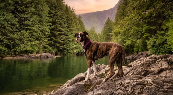 Playful and Funny Boxer Dog standing by the river - Fotoğraf, Görsel