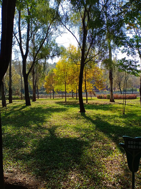 beautiful view of the park - Valokuva, kuva