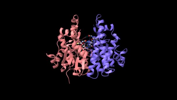 Kristalstructuur van menselijke glutathion transferase (GST) A1-1 in complex met glutathion, geanimeerde 3D-cartoon en Gaussiaanse oppervlaktemodellen, ketting id kleurenschema, gebaseerd op PDB 1pkw, zwarte achtergrond - Video