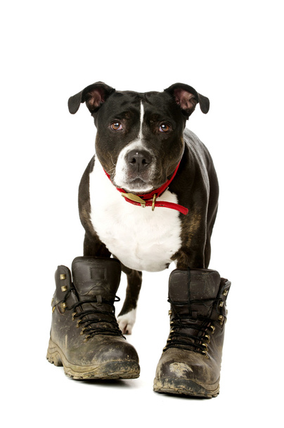 Staffordshire Bull Terrier portant des bottes de marche
 - Photo, image