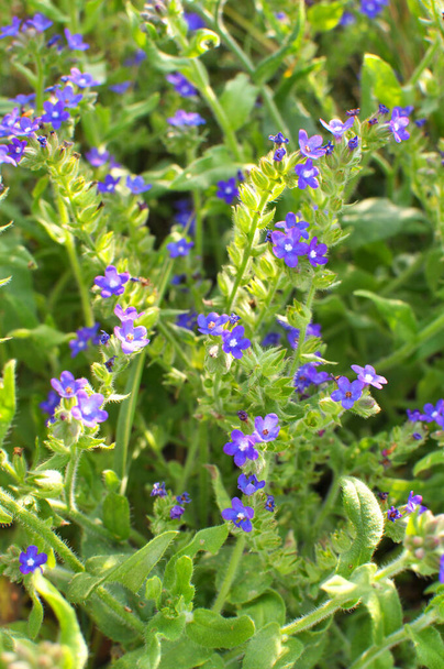 Anchusa blooms in the wild in the meadow - Photo, Image
