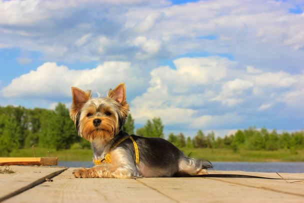 Ένα μικρό σκυλί Yorkshire Terrier βρίσκεται σε μια ξύλινη γέφυρα από το ποτάμι κατά ένα θολό μπλε ουρανό σε μια ηλιόλουστη μέρα του καλοκαιριού. Διακοπές με υπέροχο κατοικίδιο ζώο σε εξωτερικούς χώρους στη φύση. Σκύλος θέμα. Χαριτωμένο χνουδωτό κουτάβι. - Φωτογραφία, εικόνα