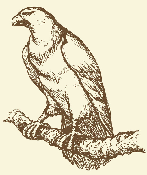 Dibujo vectorial de una serie "Aves". Águila
 - Vector, imagen