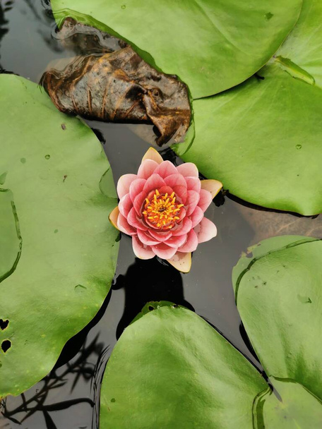 lotus flower in the pond - Zdjęcie, obraz