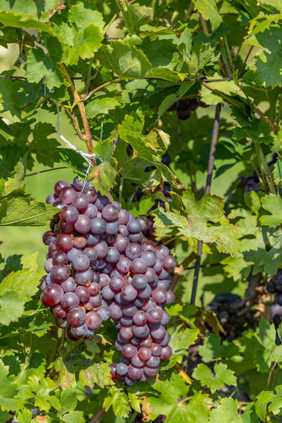 Ripening grapes in Southern Moravia, Czech Republic - Photo, Image